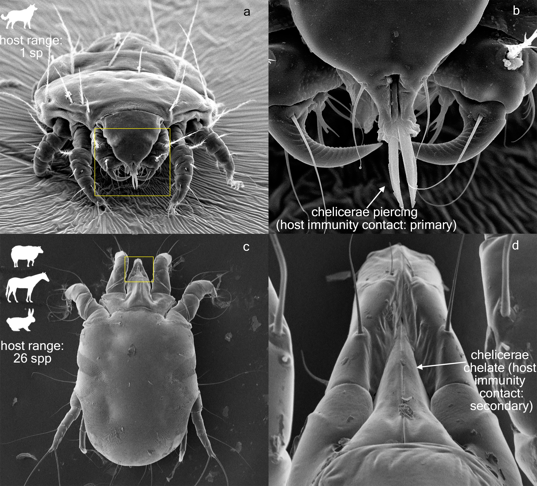 Host–parasite figure